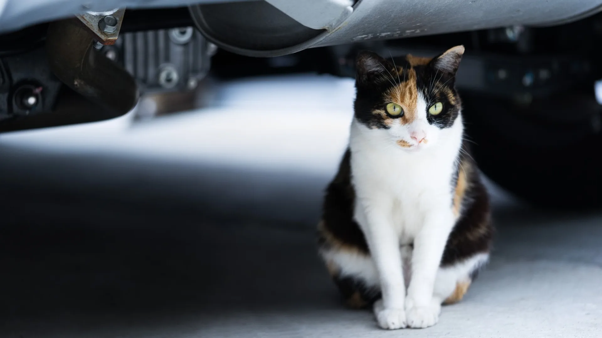 ドライバーの新常識に。夏でもやろう「猫バンバン」！